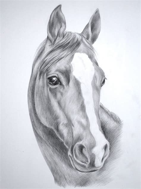 november  horse drawings horse head drawing horse pencil drawing