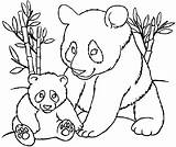 Coloring Pandas Pages Kids Cute Print Printable Animals Children sketch template