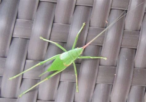 species identification  identify green insect  long antennae
