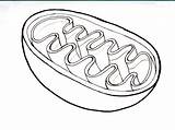 Mitochondria Chloroplast Noun sketch template