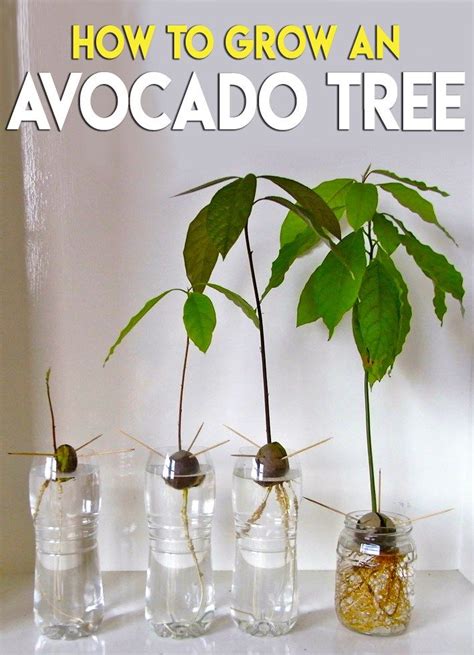 How To Grow Avocado From Seed How To Do Thing