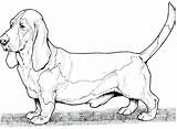 Coloring Pages Dog Hound Dogs Printable Basset Bassett Lab Adult Breed Breeds Colouring Color Sheets Weenie Difficult Clipart Animal Pound sketch template