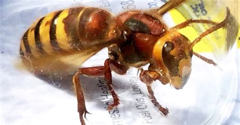 Killer Asian Hornets With Painful Stings Heading To Uk With Native Bees
