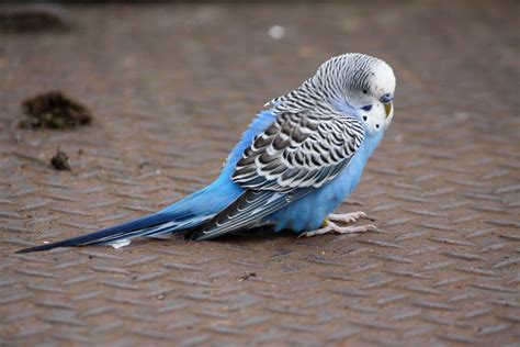 parakeet blue blue budgie blue parakeet budgie parakeet budgies bird parrots bird pictures