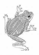 Coloring Pages Colouring Frog Printable Frogs Adult Animal Zentangle Books Animals Sheets Adults Kids Drawing Mandala Patterns Amazing Doodle Fosterginger sketch template