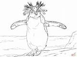 Ausmalbilder Pinguine Emperor Antarctica Rockhopper Pinguin Northern Verwandt Ausmalbild Continent Kinderbilder sketch template