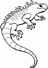 Lizard Coloring Pages Lizards Iguana sketch template
