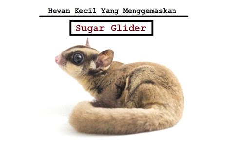 sugar glider hewan kecil  menggemaskan informasi tentang  hewan peliharaan