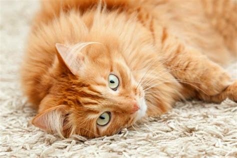 clean dried cat urine  carpet  review
