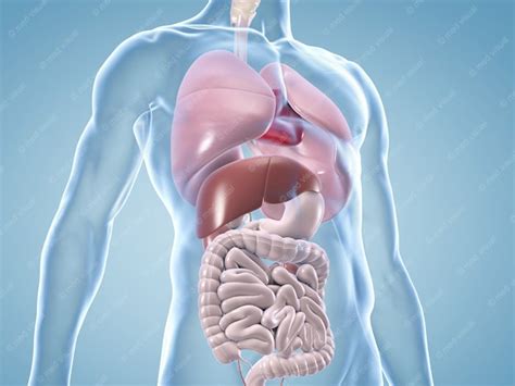 medizinische  illustrationen innere organe von med visual dasauge