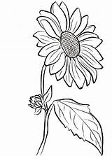 Sunflower Girasol Sonnenblume Malvorlagen Sonnenblumen Kunst sketch template