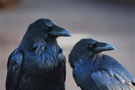 animals birds crow raven wallpapers hd desktop  mobile backgrounds