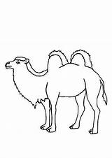 Camel Bactria Bulkcolor sketch template