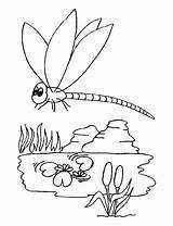 Libelula Colorat Libellule Desene Libelule Coloriage Dragonflies Planse Adults Animalstown Insecte Coloriages sketch template