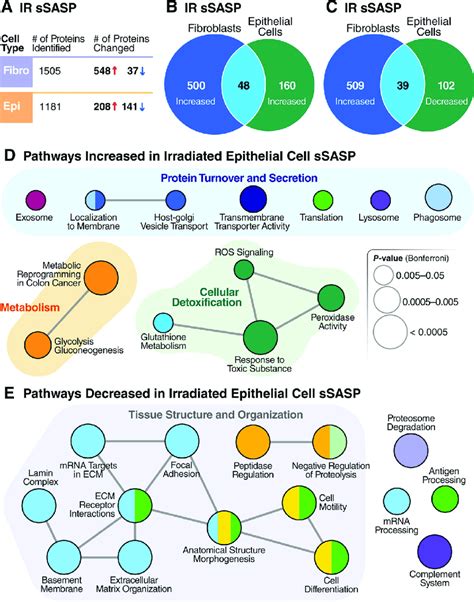 epithelial cells and fibroblasts exhibit distinct ssasps a number of