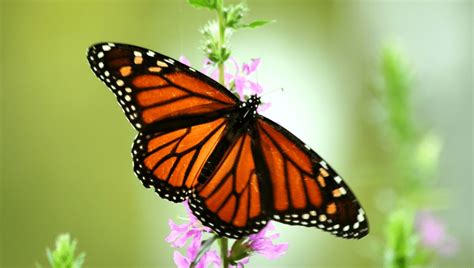 butterflies facts  kids