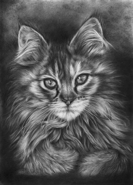calico kitten  peter williams realistic drawings animal