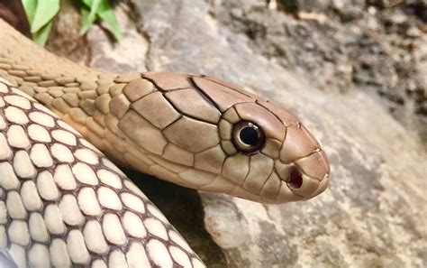 beautiful juvenile king cobra   local zoo snakes