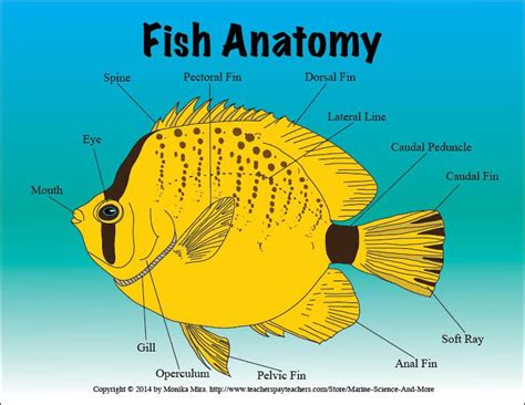 fish anatomy  biology lesson  blossoming  minds fish anatomy biology lessons