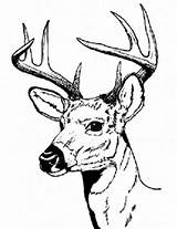 Deer Coloring Pages Hunting Buck Male Bucks Print Drawing Antler Color Drawings Printable Sharp Hartshorn Sun Clipartbest Clipartmag Top Clipart sketch template
