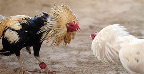 lanzan iniciativa   las peleas de gallos sean patrimonio cultural