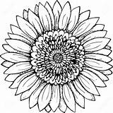 Sunflower Drawing Line Simple Outline Drawings Flower Clipart Clip Sketch Tattoo Vector Color Clipartmag Paintingvalley Illustration Pencil Choose Board Graphics sketch template