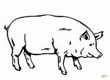 Cerdos Cerdo Dibujo sketch template