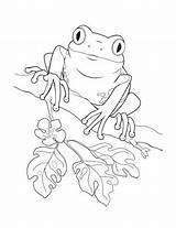 Frog Coqui sketch template