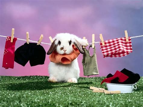 rabbits wallpaper cute rabbits animal wallpapers gallery