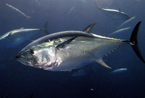 southern bluefin tuna australian marine conservation society
