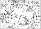 Badger Colouring Coloring Pages Wildlife British Badgers Books Activityvillage Animals Print Kids Adult Bunny Activity Animal Color Activities Nocturnal Preschool sketch template