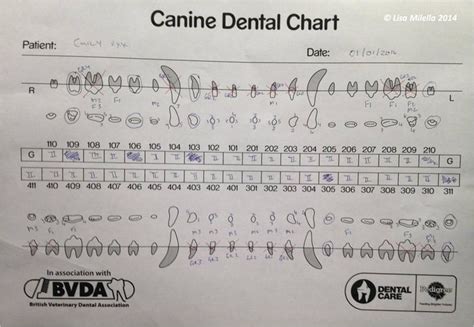 dental chart notation wikivet english