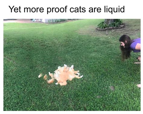 proof cats  liquid meme