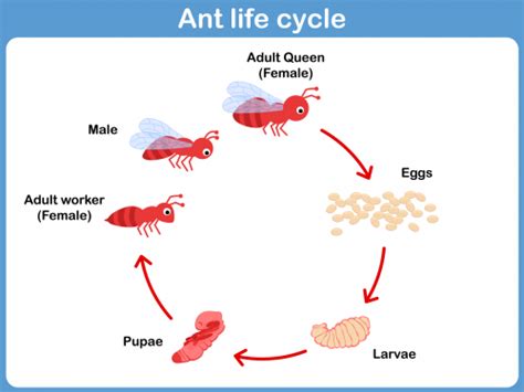 ant life cycle printable kidspressmagazinecom life cycles ant