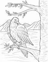 Coloring Eagle Bald Pages Museprintables sketch template