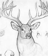 Deer Drawing Sketch Drawings Head Sketches Pencil Animal Male Coloring Meaningful Pages Draw Cute Heads Getdrawings Tattoo Antlers Sketchbook Buck sketch template