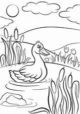 Ducks Getdrawings sketch template