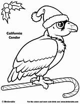 Coloring Birdorable Pages Condor California Cartoon Christmas Choose Board sketch template