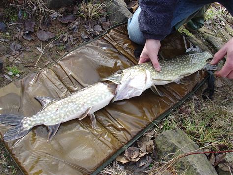 video most amazing pike video ever angler s mail