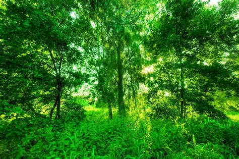photo green forest