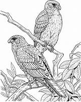 Falcon Coloring Peregrine Bird Pages Couple Getcolorings Netart Mating Col sketch template