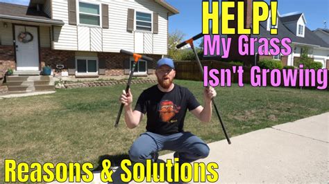 grass isnt growing answers  solutions youtube