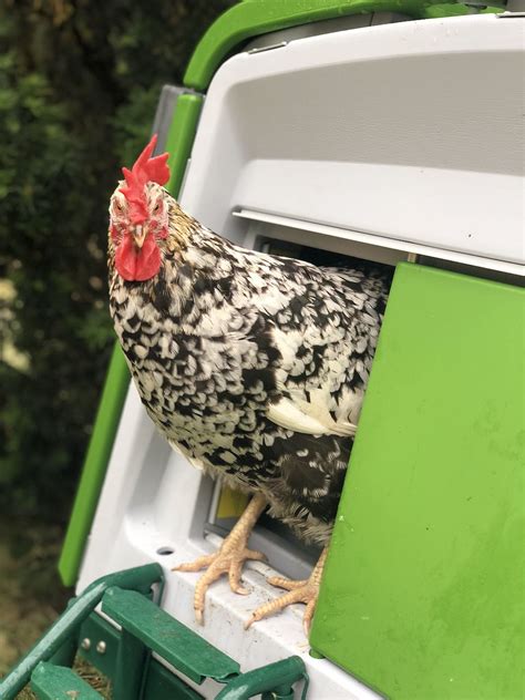 manieren om kippen meer eieren te laten leggen omlet blog nl
