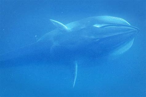 a first rare elusive omura s whale caught on camera