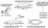 Woodlice Flies Parasitoid sketch template