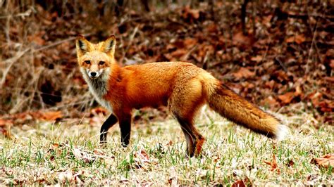 red fox endangered danger choices
