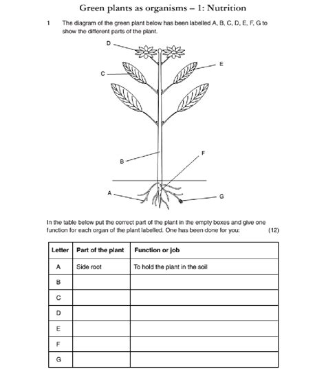 photosynthesis worksheet
