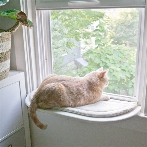 25 bästa cat window perch idéerna på pinterest katträd