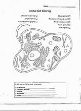 Worksheet Colorare Cellula Animale Unlabeled Worksheets Cells Chessmuseum Disegno Sponsored sketch template