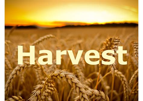 harvest  calling  schoolschurchesother organisations black